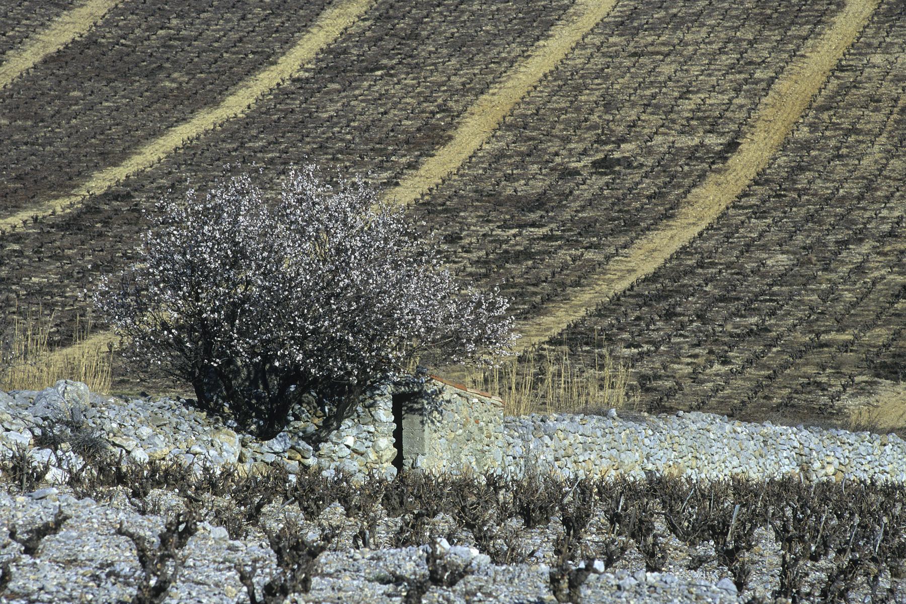 Vignes at amandier dans les Corbières (Aude) 