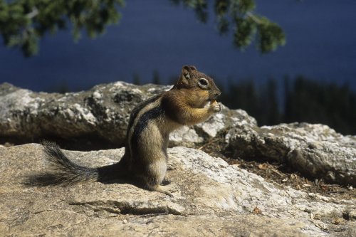 Yosemite National Park (Californie). Chipmunk.(V 06114)