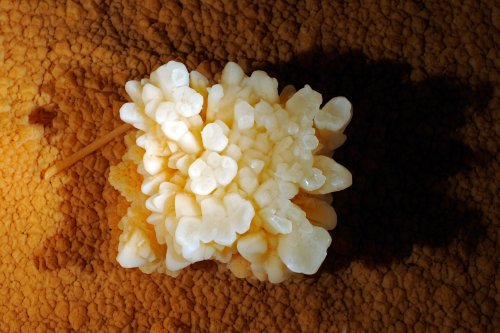 Grotte du Cirque (Lot) - détail de cristaux de calcite dans un gour(SP 10-0665)