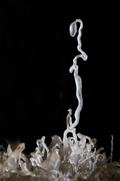 Grotte de l'Aguzou (Aude) - Excentrique verticale(SP 11-0925)