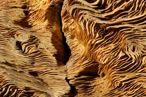 Pal Volgyi Barlang (Hongrie) - Folia au plafond d'une galerie(dépôts de calcite par l'eau)(SP-12-0560)