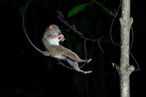 Sulawesi - Parc national de Tongkoko : tarsier bondissant sur un tronc d'arbre(VO 12-0959)
