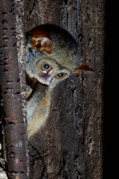 Sulawesi (Indonésie) - Parc national de Tongkoko : tarsier sur un tronc d'arbre en gros plan.(VO 12-0954)