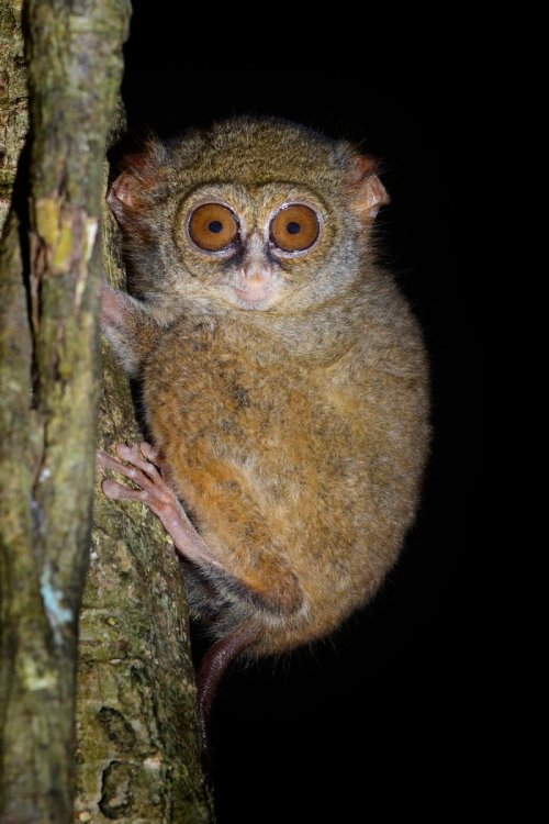 Sulawesi (Indonésie) - Parc national de Tongkoko : tarsier sur un tronc d'arbre.(VO 12-0956)