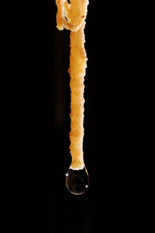 Grotte des Vents d'Anges (Aude) - Petite stalactite d'un "pool finger" avec goutte au bout(sp-08-0753)