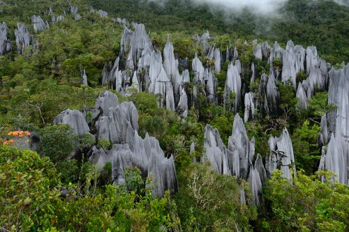 Les Pinacles (Gunung Mulu National Park, Bornéo, Malaisie).(VO-13-0453)