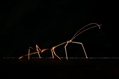 Gunung Mulu National Park ( Bornéo, Malaisie) - Faune : phasme.(VO-13-0527)