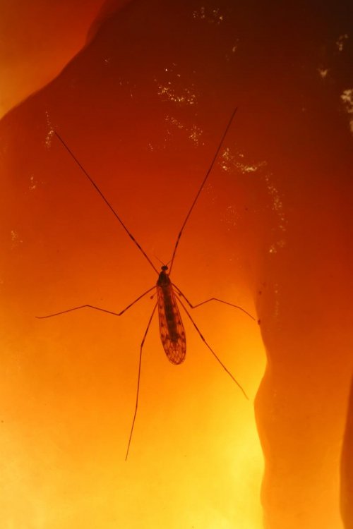 Grotte de l'Ascension (Hérault) - Moustique sur une concrétion en contre-jour(sp-07-0297)