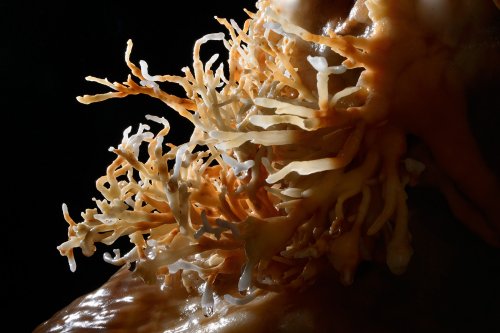 Grotte du PN 77 (Hérault) -  Bouquet d'excentriques colorées(SP-13-1443)