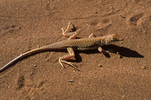 Désert du Namib. Petit lézard des sables(V 15854)