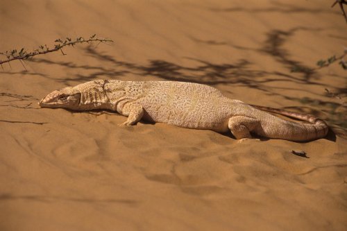 Désert de Mauritanie.Lézard des sables.(VOY 02618)