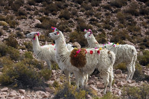Chili. Lamas sur l'Altiplano.(V 2007-1062)