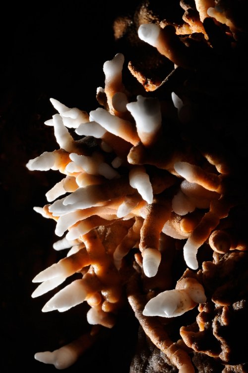Grotte du PN 77 (Hérault) - Excentriques massives marron avec extrémités blanches(SP-10-0552)