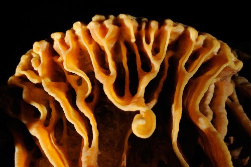 Grotte de Dargilan (Lozère) - "Méduse" de calcite jaune (petites draperies sous un dôme)(SP-11-0020)