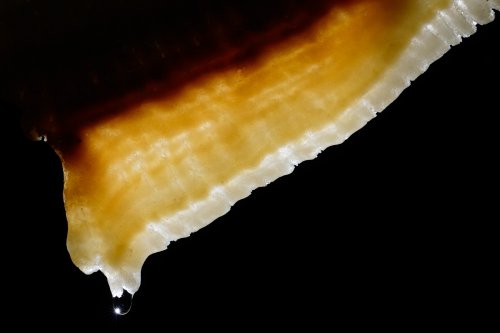 Grotta Gualterio Savi (région de Trieste, Italie) - Draperie translucide avec goutte au bout (SP-13-1230)