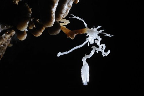 Grotte des Vents d'Anges (Aude) - Petite excentrique(SPE 09-0843)