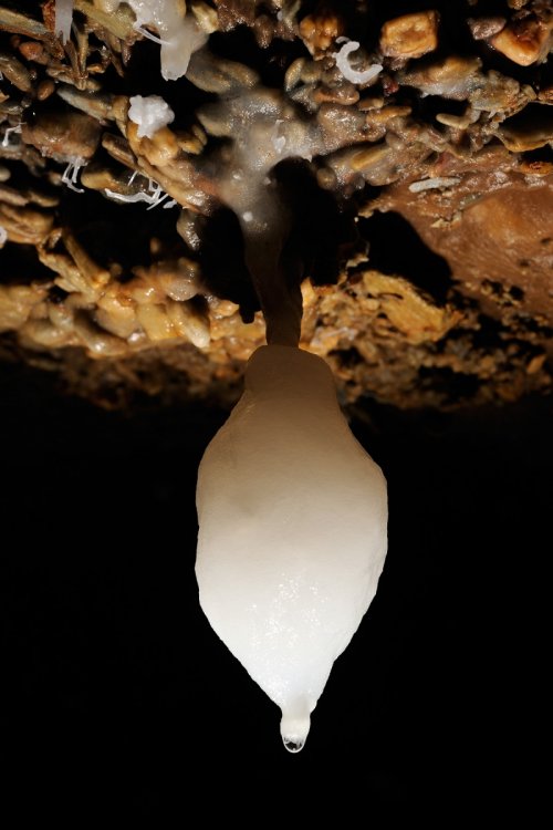 Grotte des Vents d'Anges (Aude) - Stalactite en forme de poire(SP-08-0756)