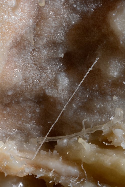 Grotte de la Toussaint - Fine excentrique verticale(SP-14-0943)