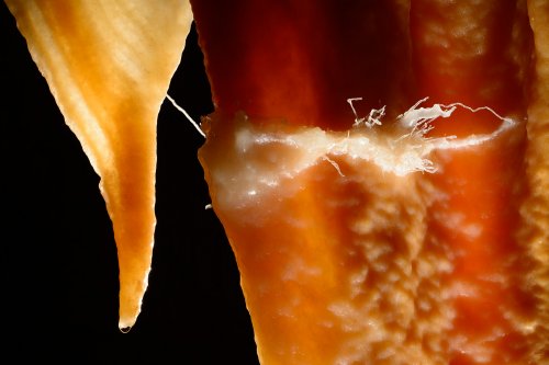 Grotte de la Toussaint (Gard) - Détail de petites concrétions excentriques sur un pilier(SP-15-0407)