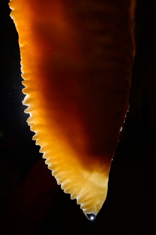 Grotte de l'Interrogation (Gard) : stalactite-draperie avec bord festonné (SP-15-0331.jpg)