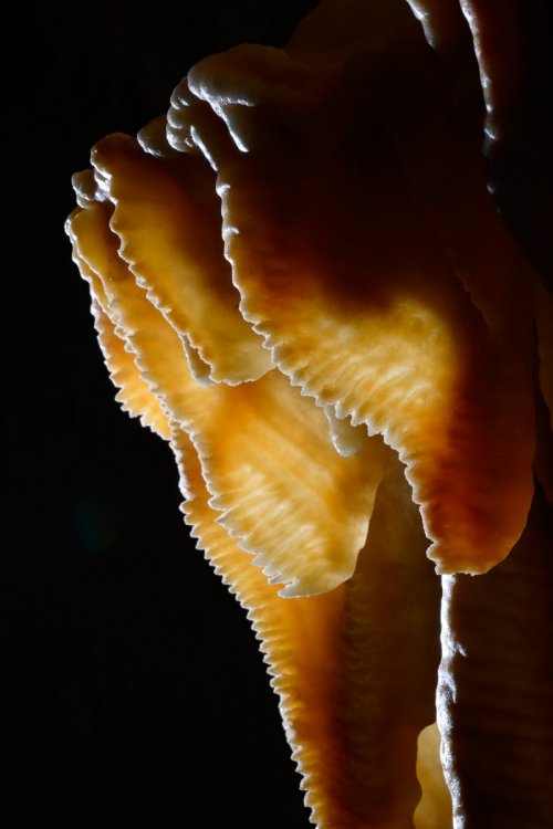 Grotte de l'Interrogation (Gard) : petites draperies en contre jour (SP-15-0322)