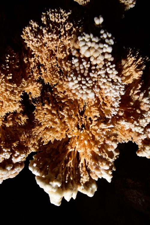 Sima de la Higuera (Pliego, Région de Murcia, Espagne) - "Coraux" de calcite(SP-15-0547)