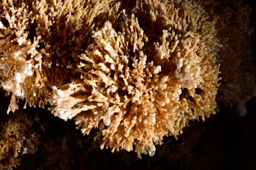 Sima de la Higuera (Pliego, Région de Murcia, Espagne) - "Coraux" de calcite(SP-15-0537)