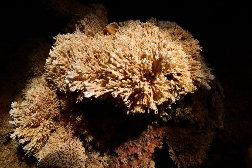 Sima de la Higuera (Pliego, Région de Murcia, Espagne) - "Coraux" de calcite(SP-15-0532)