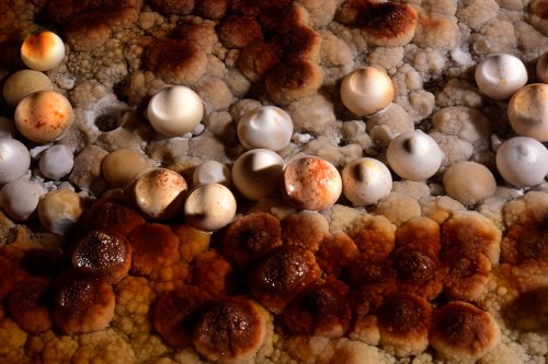 Perles des cavernes blanches et rouges (pisolithes) alignées(SP-15-1116)