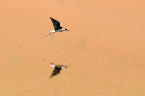 Désert du Badain Jaran (Chine, Mongolie Intérieure) - Echasse blanche au dessus du Lac de South Suming Ji Ling (VO-16-1217)
