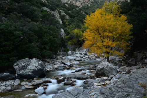Massif du Caroux (Parc Naturel Régional du Haut Languedoc, Hérault) - Arbre avec feuilles jaunes au bord du ruisseau du Caroux(RR-16-0036)