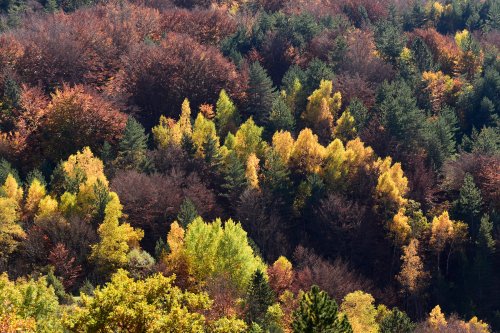 Parc National des Cévennes (Lozère, France) - Vallée du Tarnon (commune de Vébron) - forêt de châtaigniers et hêtres aux couleurs automnales(PA-16-0259)