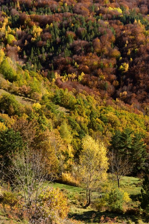 Parc National des Cévennes (Lozère, France) - Vallée du Tarnon (commune de Vébron) - Arbres avec couleurs automnales(PA-16-0256)