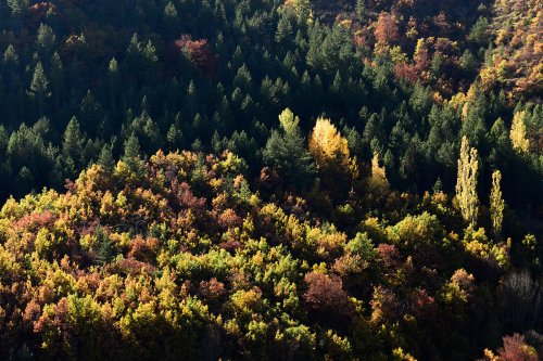 Parc National des Cévennes (Lozère, France) - Vallée du Tarnon (commune de Vébron) - châtaigneraies aux couleurs automnales. (PA-16-0249)