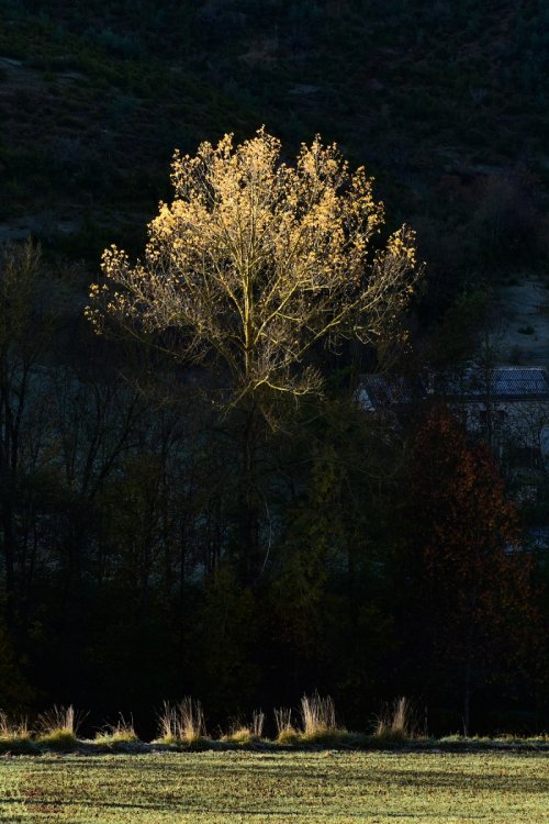 Parc National des Cévennes (Lozère, France) - Haute Vallée de la Jonte - Faîte d'arbre au feuillage jaune émergeant de l'ombre en contre-jour(PA-16-0157)