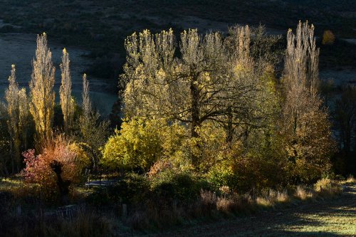Parc National des Cévennes (Lozère, France) - Haute Vallée de la Jonte - Rangée de d'arbres avec feuillage jaune et rouge(PA-16-0155)