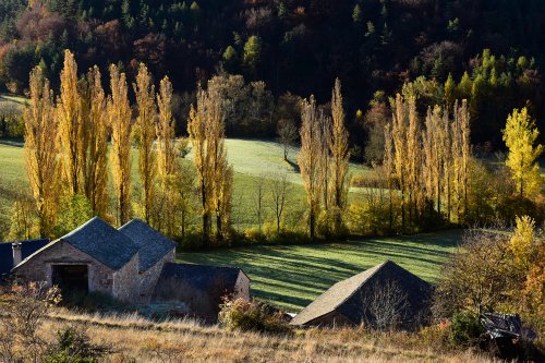 Parc National des Cévennes (Lozère, France) - Haute Vallée de la Jonte - Rangée de peupliers avec feuillage jaune(PA-16-0153)