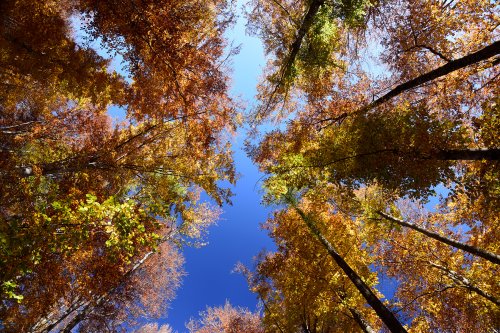 Parc National des Cévennes (Lozère, France) - Forêt domaniale de l'Aigoual (Bois de Villeméjane) - Hêtres à l'automne en contre-plongée(PA-16-0115)