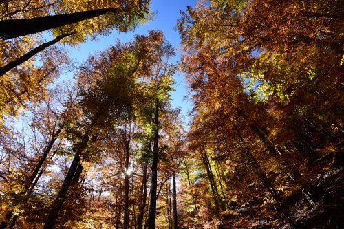 Parc National des Cévennes (Lozère, France) - Forêt domaniale de l'Aigoual (Bois de Villeméjane) - Hêtres à l'automne en contre-plongée(PA-16-0113)