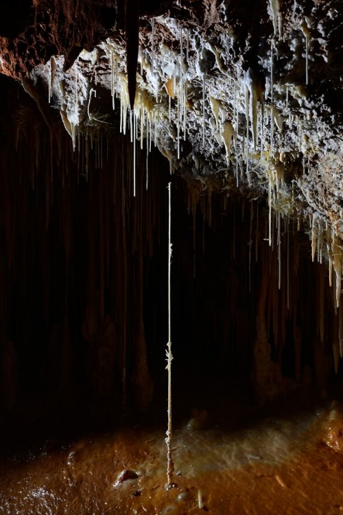 Grotte de Clamouse - Fistuleuse soudée dans un sol calcifié avec partie supérieure cassée(SP-17-0108)