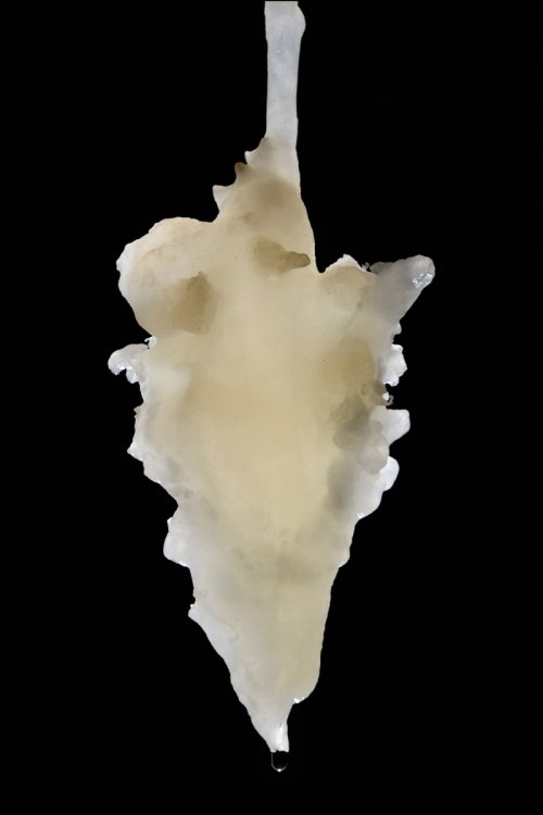 Grotte de Clamouse - Détail d'une "massue" au bout d'une fistuleuse(SP-17-0352)