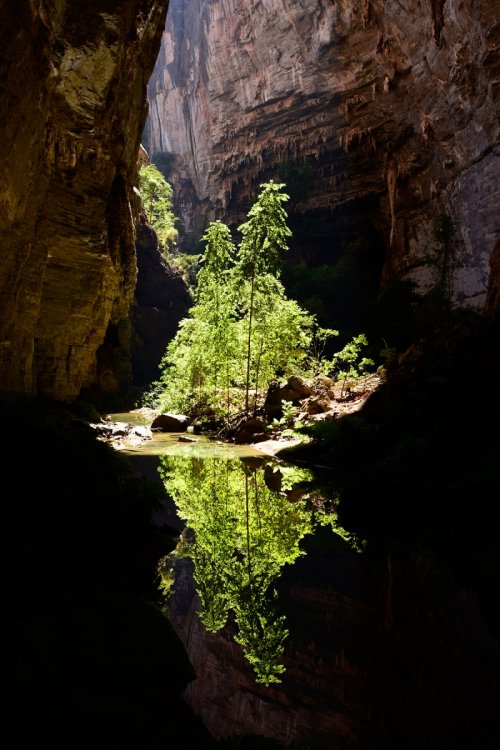 Lapa do Janelao (Itacarambi, Minas Gerais) - Arbre dans puits de lumière avec reflet dans l'eau.(SP-16-0476)