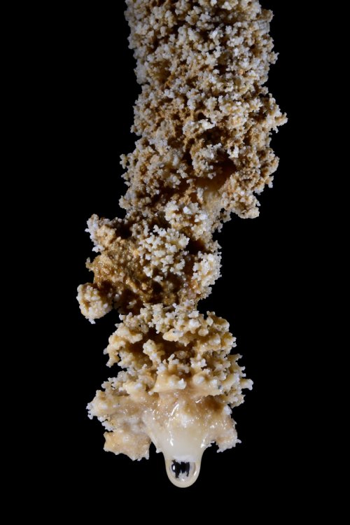 Waipuna Cave (Nouvelle Zélande) - Stalactite composée de cristaux avec goutte au bout(SP-17-0964)