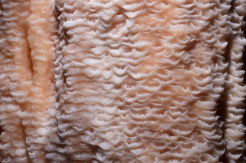 Aladdin Cave (Jenolan Karst Conservation Reserve, Australie) - Détail de micro gours sur une coulée de calcite rose(SP-17-1324)