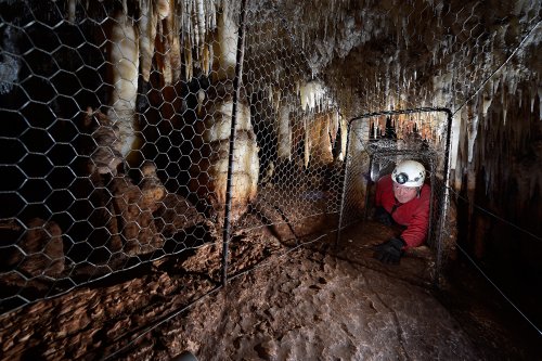 Aladdin Cave (Jenolan Karst Conservation Reserve, Australie) - Spéléo rampant dans un passage aménagé avec du grillage à l'époque victorienne(SP-17-1272)