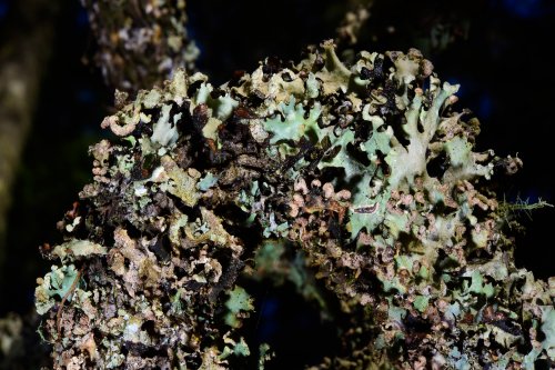 Blue Mountains National Park (New South Wales, Australie) - Forêt de Jenolan : lichen sur une branche(VO-17-0322)