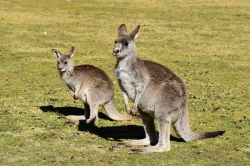 Mallacoota (Victoria, Australie) - Kangourous dans une prairie(VO-17-0351.jpg)