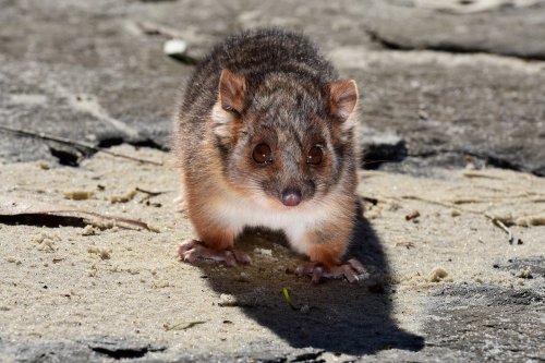 Jervis Bay (New South Wales, Australie) - Bébé quokka sur la plage (VO-17-0408)
