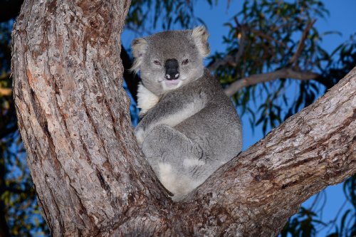 Raymond Island (Victoria, Australie) - Koala dans un eucalyptus(VO-17-0527)