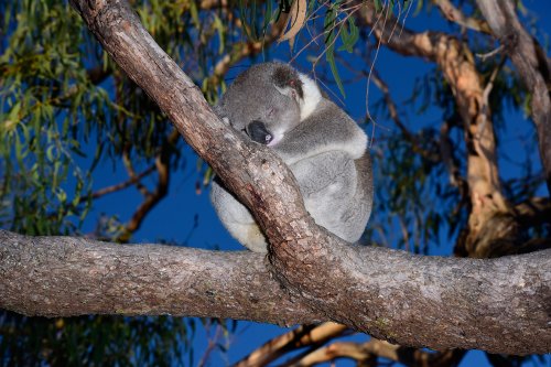 Raymond Island (Victoria, Australie) - Koala assoupi dans un eucalyptus(VO-17-0535)